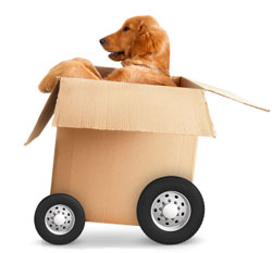 Requirements for Pet Travel with Pet Air